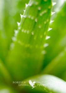 aloevera-nantes