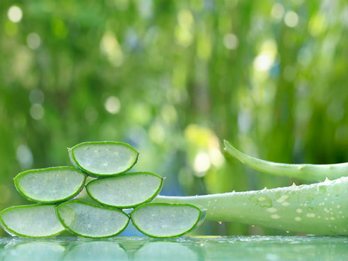 Aloe vera