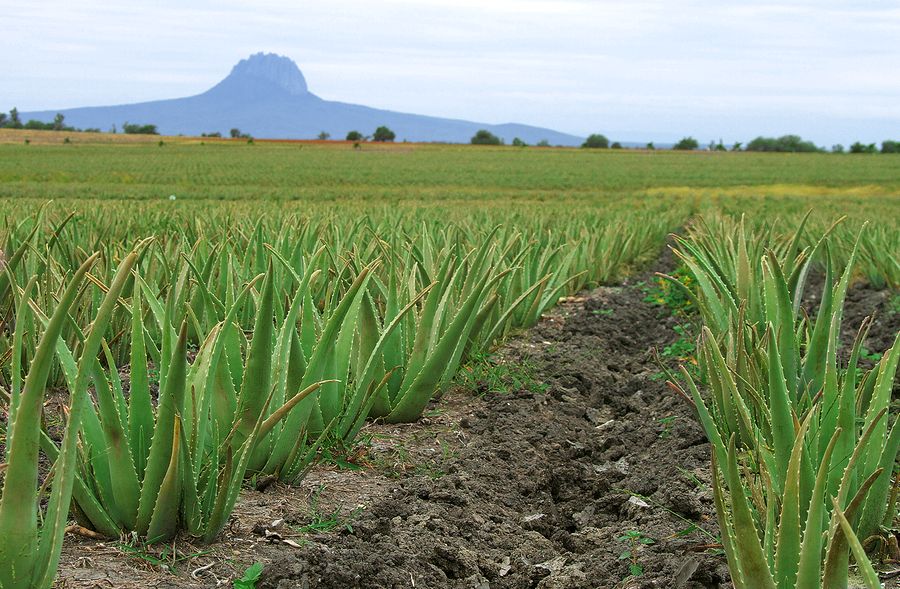 Aloe Vera